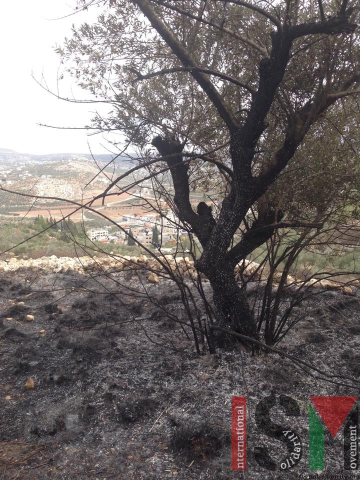 Zionist settlers burn Palestinian olive grove