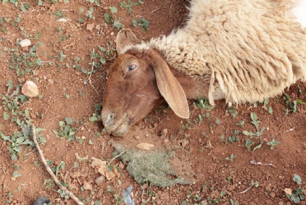 Close-up of a poisoned sheep where green vomit can be seen (photo by ISM).