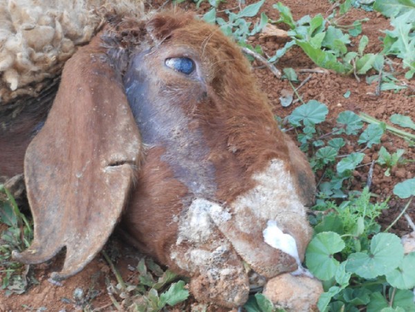 Zionist settlers poison 13 sheep near Aqraba International Solidarity