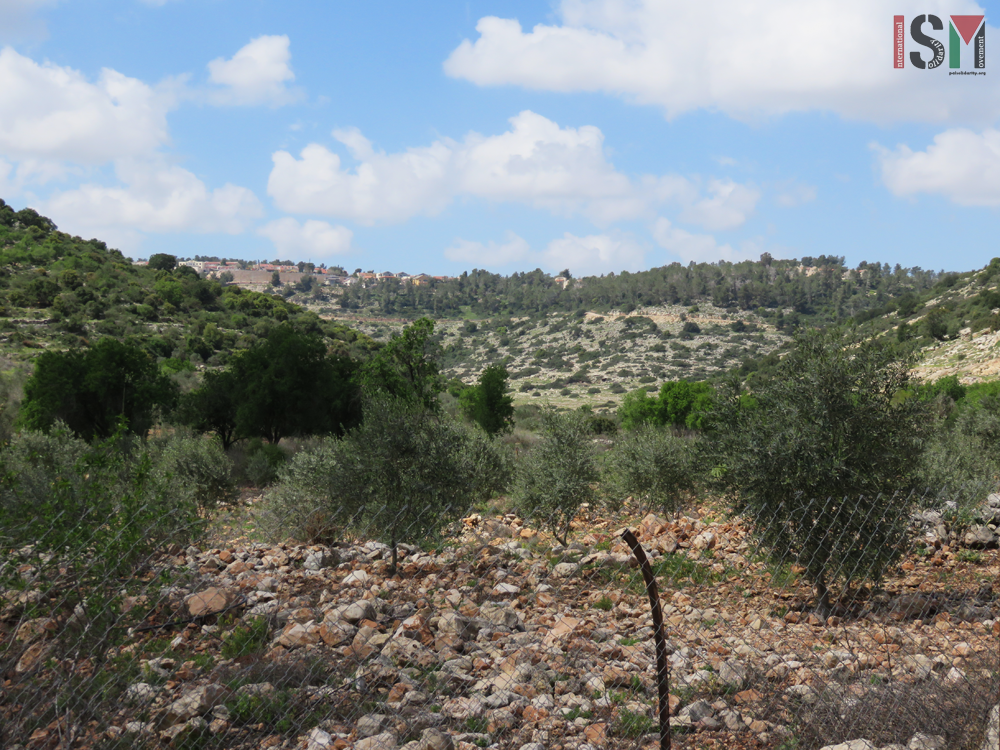 Resistance to the destruction of olive trees in Wadi Qana