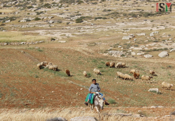 Donkeys are a common way of getting around in the area. 