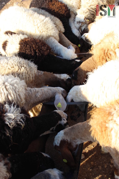 Communal breakfast for the sheep of Tuba. 