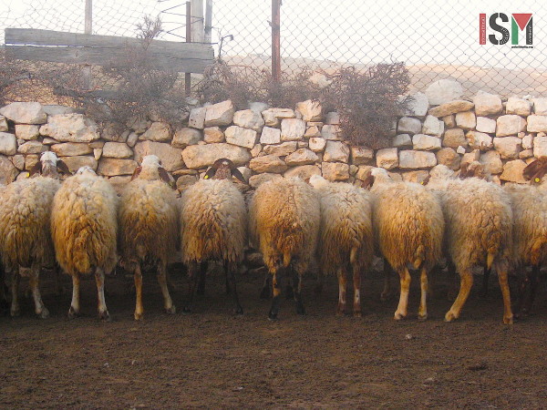 Sheep lined up reading for milking. 