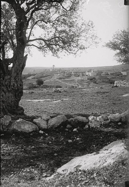Village Zakariyya, evacuated violently during the Nakba, circa 1926.