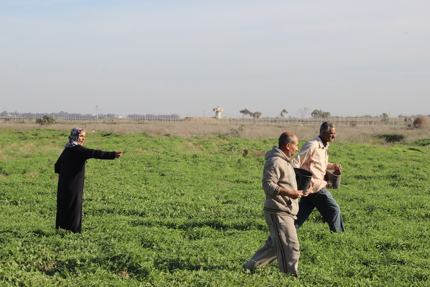 In Gaza, Israeli Forces brutally stop farmers from working on land