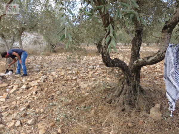 Olive grove in Burin, near Nablus