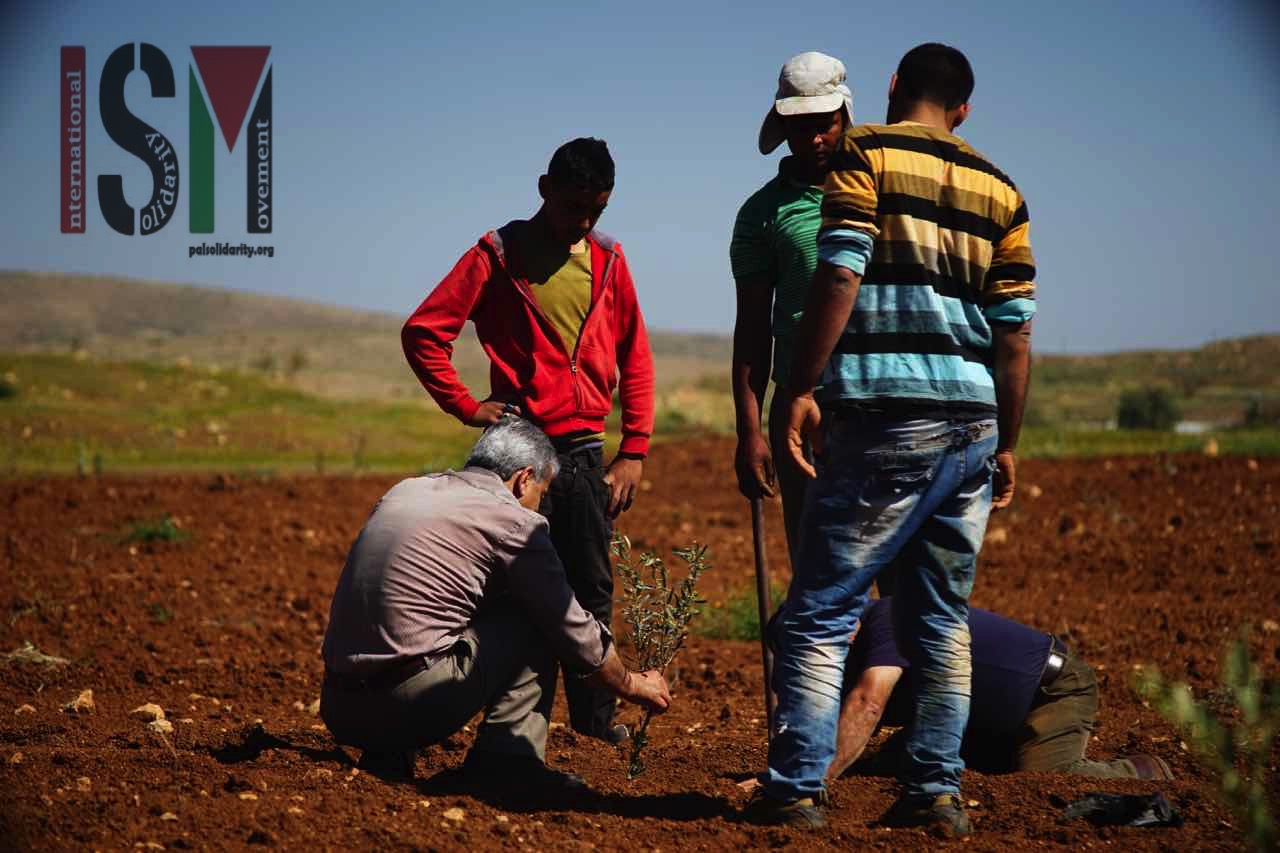 Olive tree planting connects Palestinians in the Jordan Valley