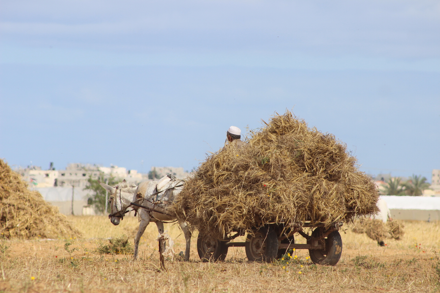 Israeli Forces shoot at family harvesting crops on their land