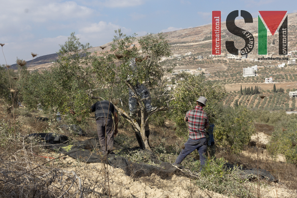 Protective Presence at Burin olive harvest