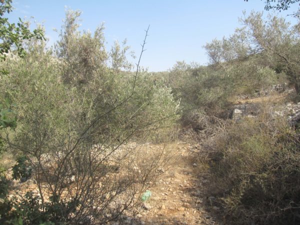 The olive field is overgrown as the access restrictions prevent the local farmers from caring for their fields during the year
