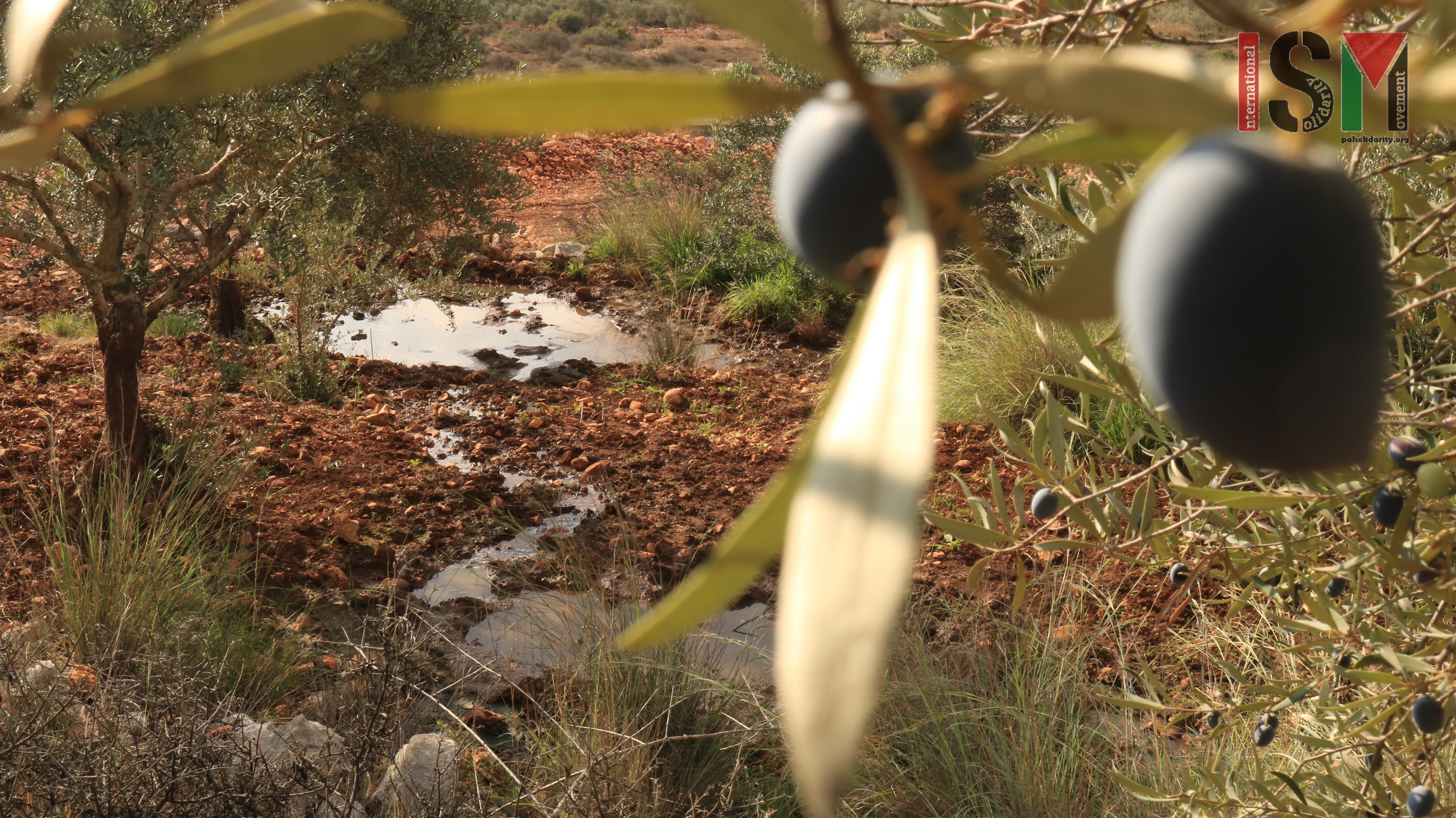 Settlement Pollutes Palestinian Olive Groves With Sewage Water