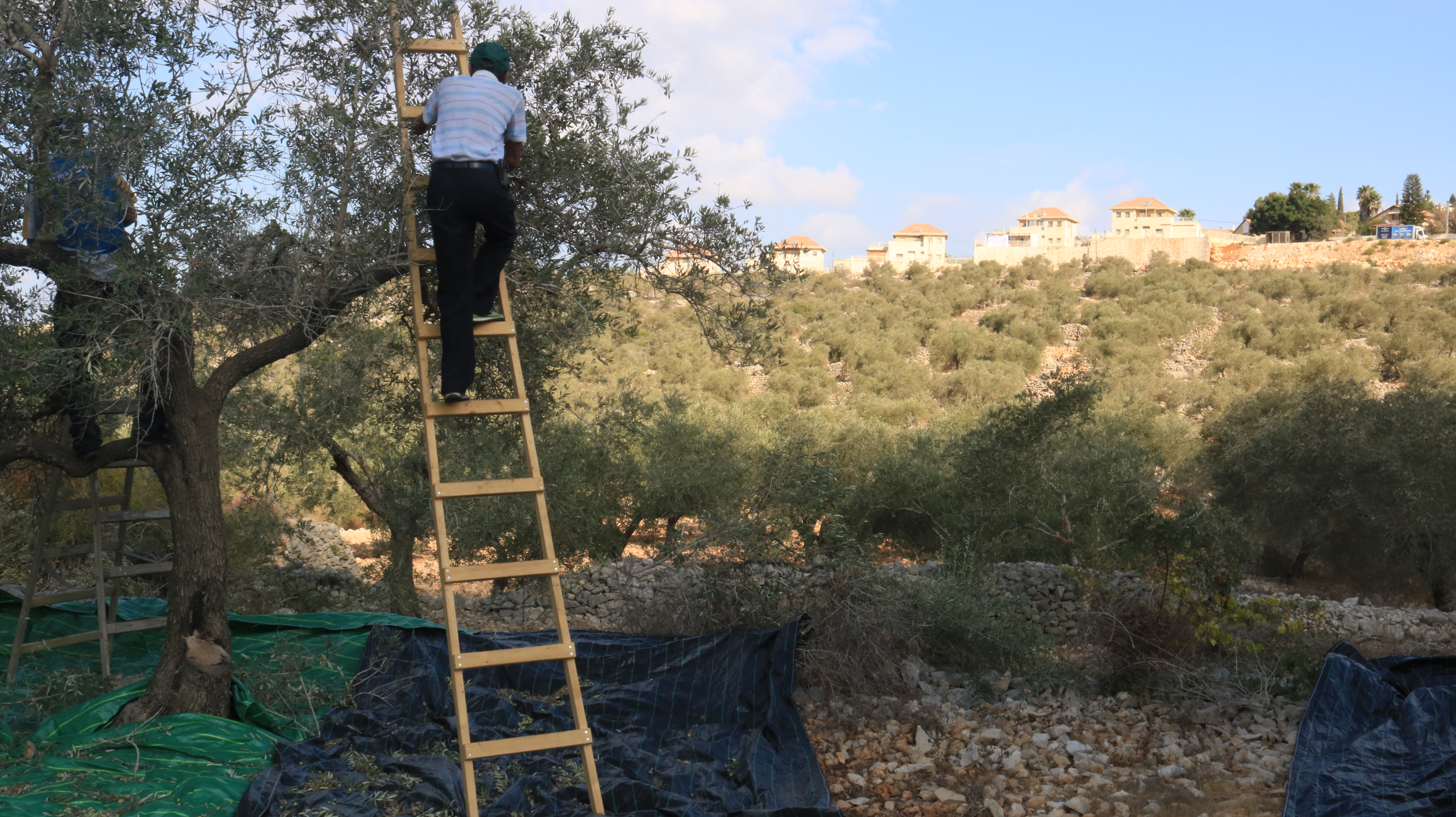 Call to action: Olive Harvest 2018 – Join ISM now!