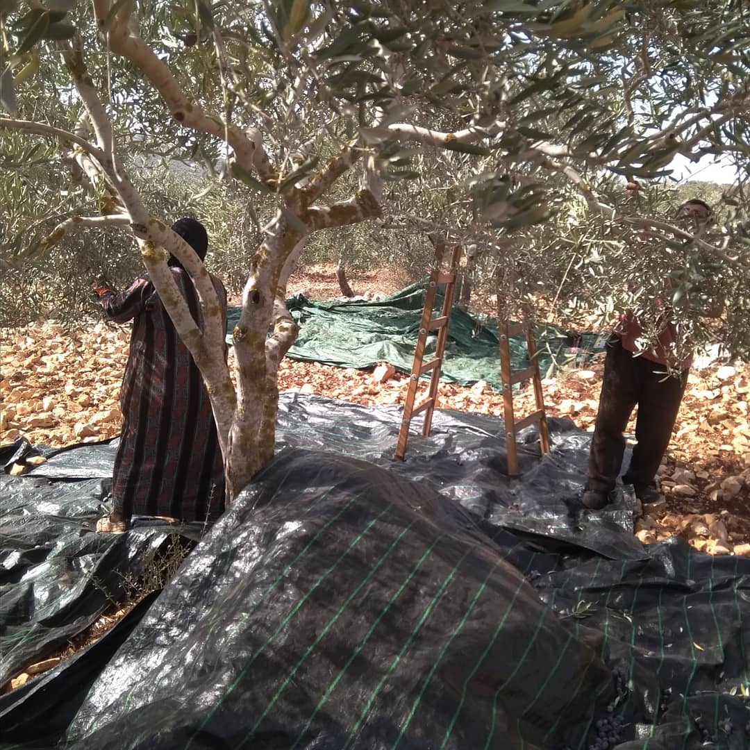 “They take everything,” explains Bruqin farmer during 2018 olive harvest