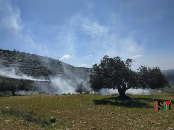 cloud of tear gas rise from the olive-tree valley