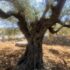 An olive tree in Um Safa