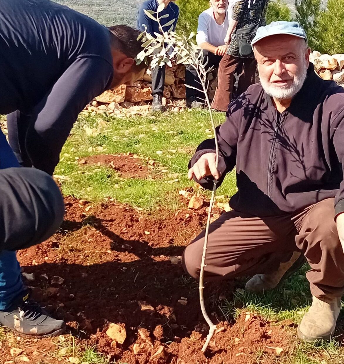Planting olive trees as an act of resistance
