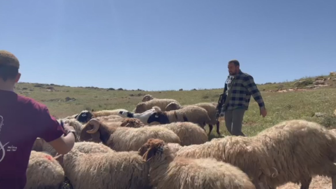 Illegal Israeli Settlers Continue Attacks on Shepherds in Masafer Yatta