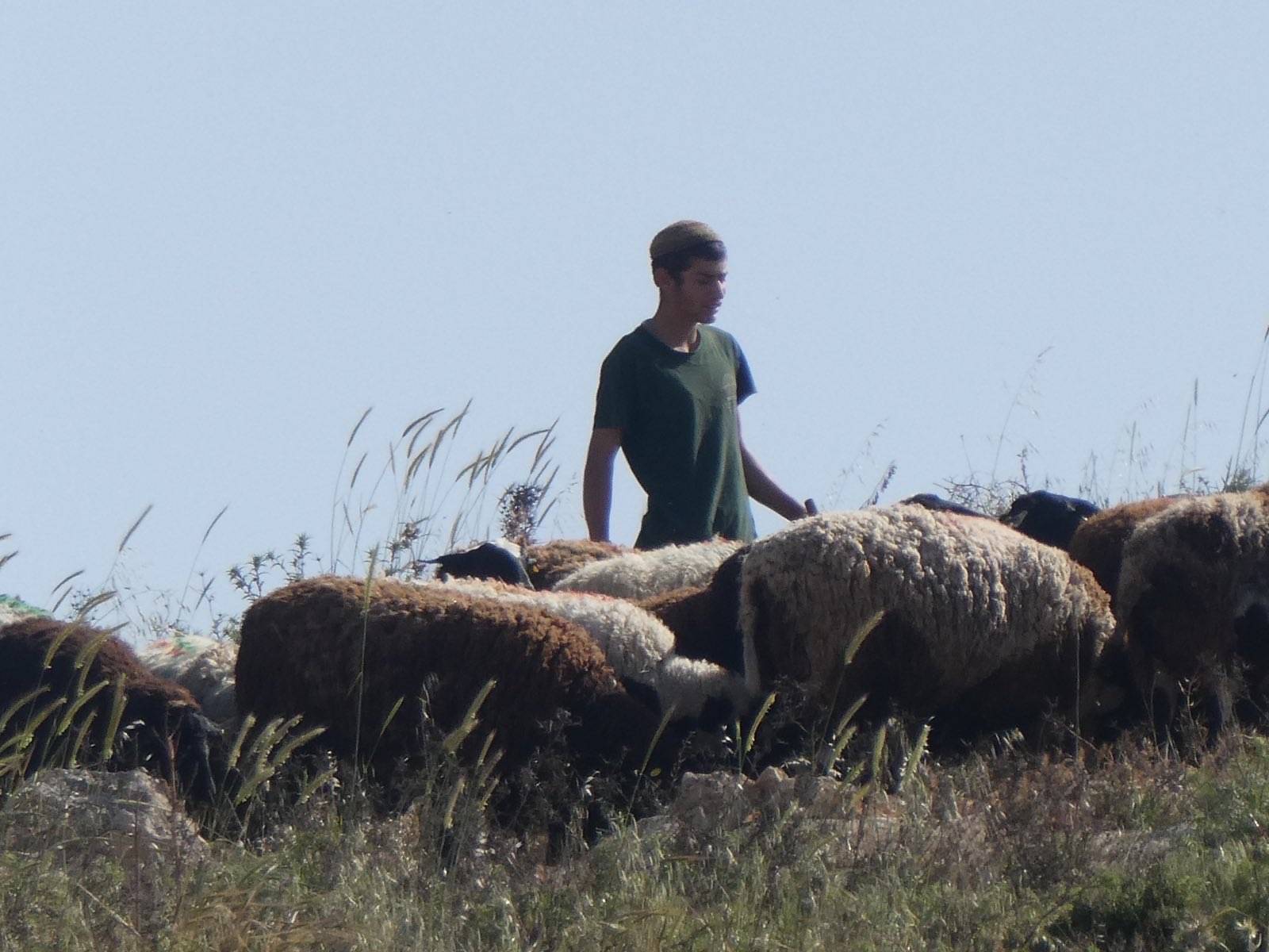 Settler shepherd grazing on Abed's land