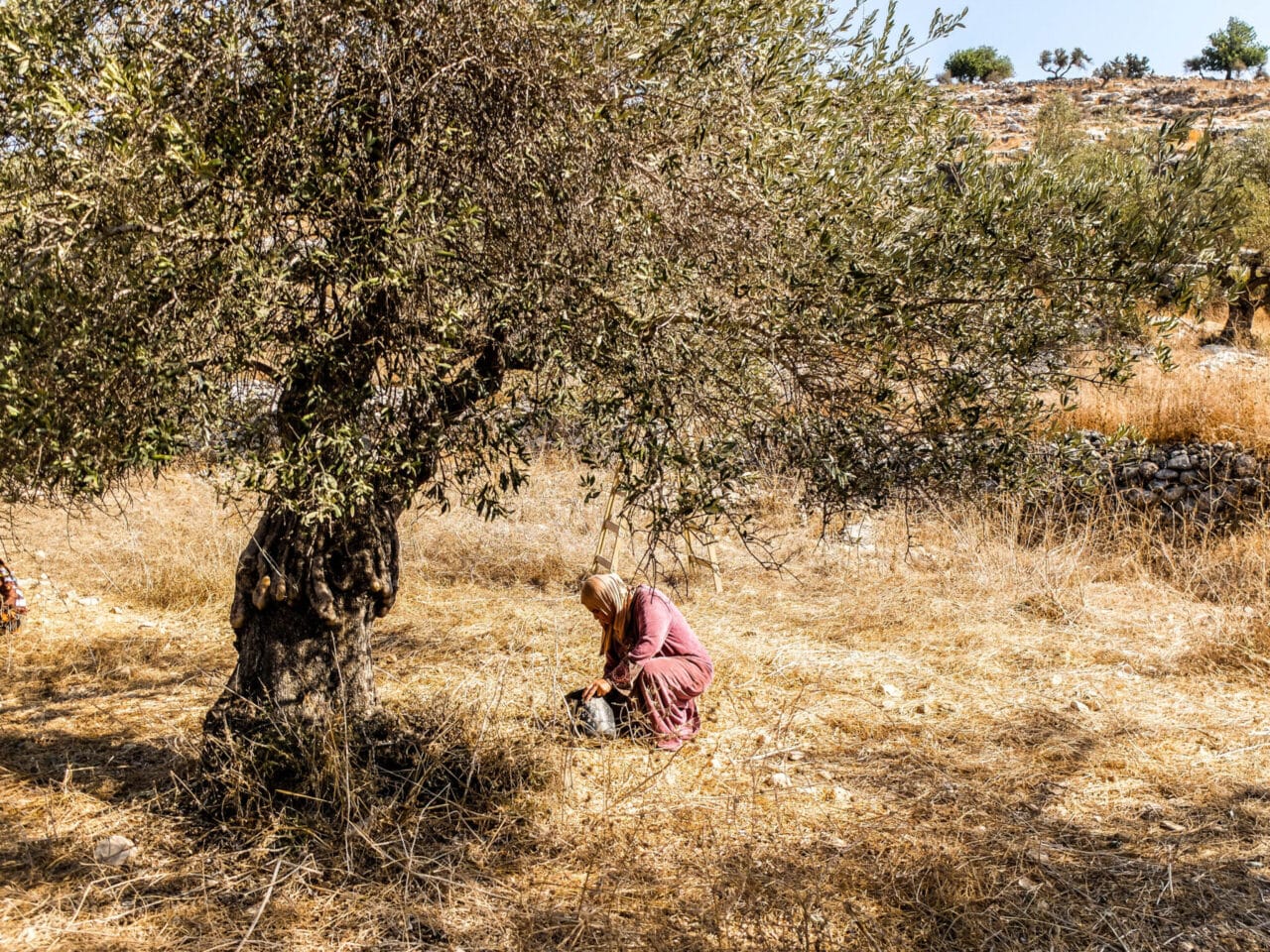 Stories from the Palestinian olive harvest under occupation - Home