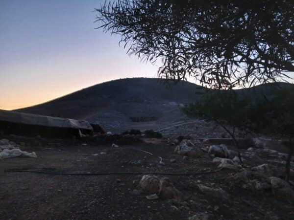An olive tree in the twilight.