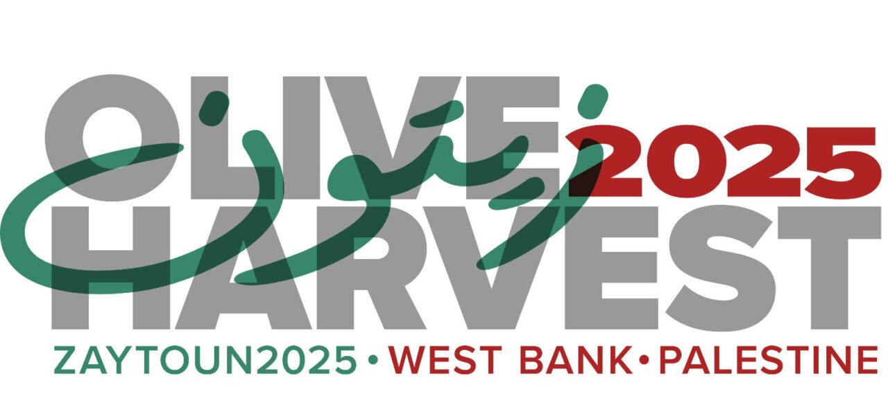 A logo that reads "olive harvest 2025 zaytoun west bank palestine"