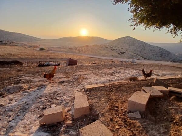Sunrise over mountains with chickens in the foreground.