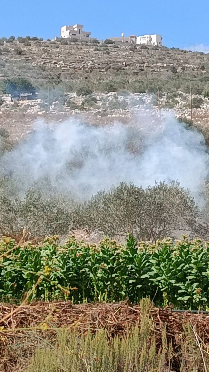 Zaytoun 2025: A “flotilla” to break the siege on Palestine’s olives