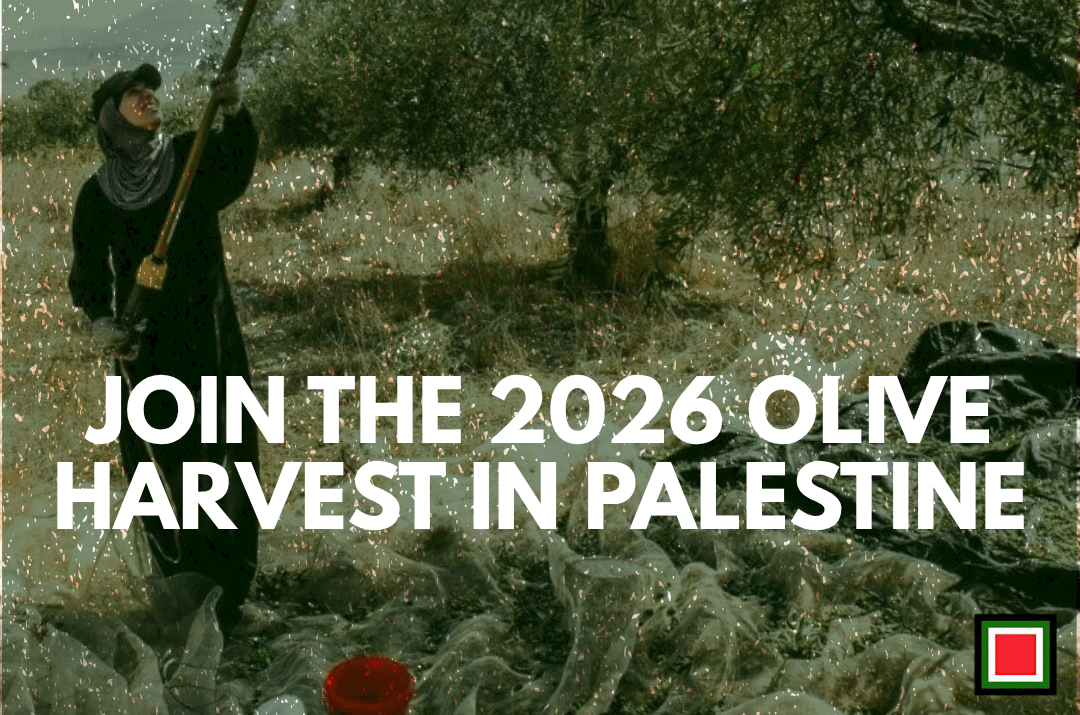 OCTOBER 2026: JOIN THE OLIVE HARVEST IN PALESTINE