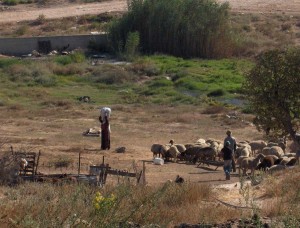 Sewage pipe spilling into Bedouin grazing area